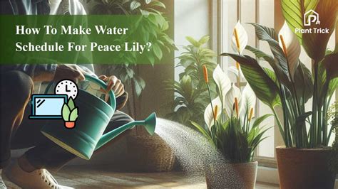 moisture meter peace lily|peace lily watering schedule.